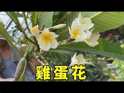 雞蛋花風水陽台|陽台如何養雞蛋花，需要注意什麼